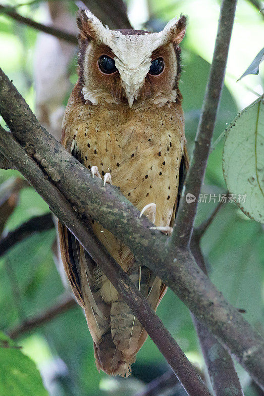 夜行鸟:成年白额镜鸮(Otus sagittatus)。